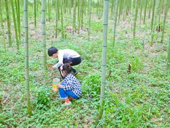 -黄海国家森林公园