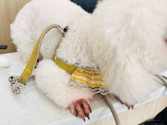 -宠颐生动物医院·猫科·心脏科(海口分院)