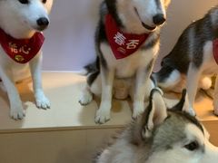 -Husky Go! 哈士奇体验馆·宠物咖啡厅狗咖