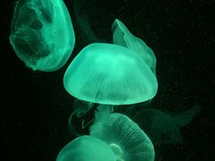 -悉尼海洋生物水族馆