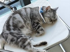 -怪兽屋·羊驼·猫咖·狗咖(俊华广场店)