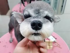 -艾贝尔宠物医院·狂犬免疫点(江山金象城店)