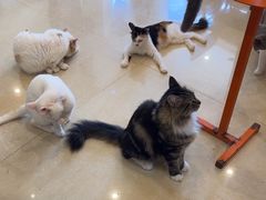 -喜柴咖啡·柴犬狗咖