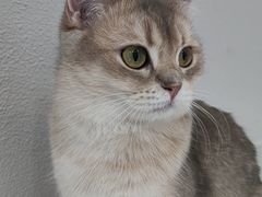 -琪喵猫屋·撸猫猫咖·猫舍