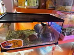 -可爱抓 COCO  GOTCHA(天津鹏欣水游城店)