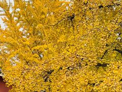 -三里屯东五街银杏大道