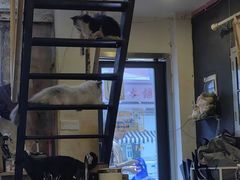 -萌喵咖啡屋(人民东路4号口M16商铺店)