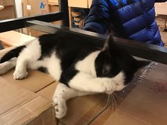 -猫的天空之城概念书店(杭州南宋御街店)