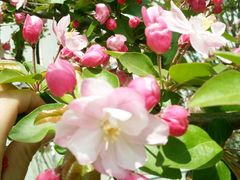 -龙泉小镇(科圣路店)