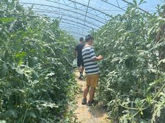-庞各庄西瓜蔬菜采摘园·锦华瓜园