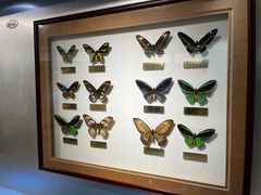 -上海昆虫博物馆