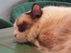-喵喵咪呀布偶猫咖(春熙路店)