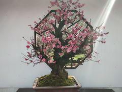 -香雪海