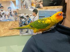 -立德动物医院·异宠·CT·鹦鹉(天河店)