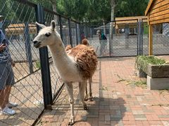 -长白岛森林公园