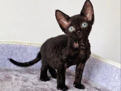 -麒麟缅因猫舍·十五年缅因猫选购中心