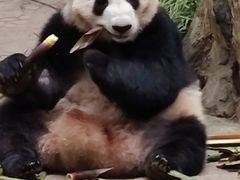 -都江堰中华大熊猫苑