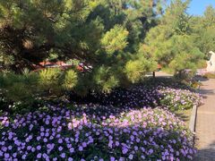 -石家庄市植物园