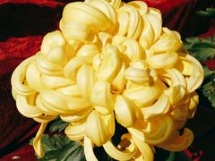 景点-沈阳植物园