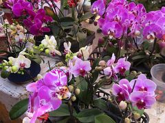 -中环花鸟鱼虫市场