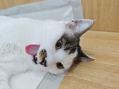 -瑞派长江宠物医院·猫科·外科·24小时夜护(谊城公寓分院)