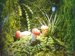 -菌彩云南野生菌火锅(呈贡七彩云南第壹城店)