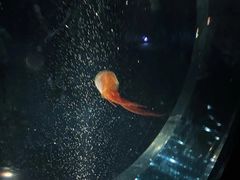 -大阪海游馆
