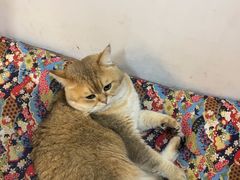 -柴迷FANS CLUB·柴犬狗咖·猫咖