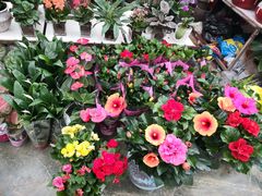 -保定市花鸟鱼虫市场