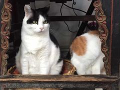 iphone_upload_pic-Anne猫窝咖啡屋