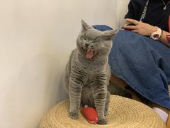 -Catmate·猫肥家润(金润铂宫店)