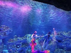 -芜湖新华联大白鲸海洋公园