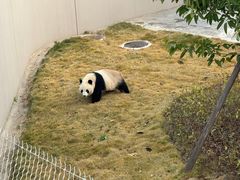 -熊猫厨房