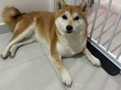 -瑞派·关忠动物医院·猫专科·犬专科(三环新城店)