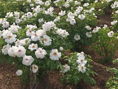 -洛阳市隋唐城遗址植物园
