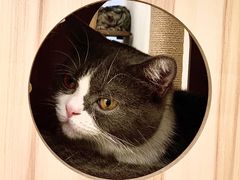 -猫友咖啡店(玉林西路店)