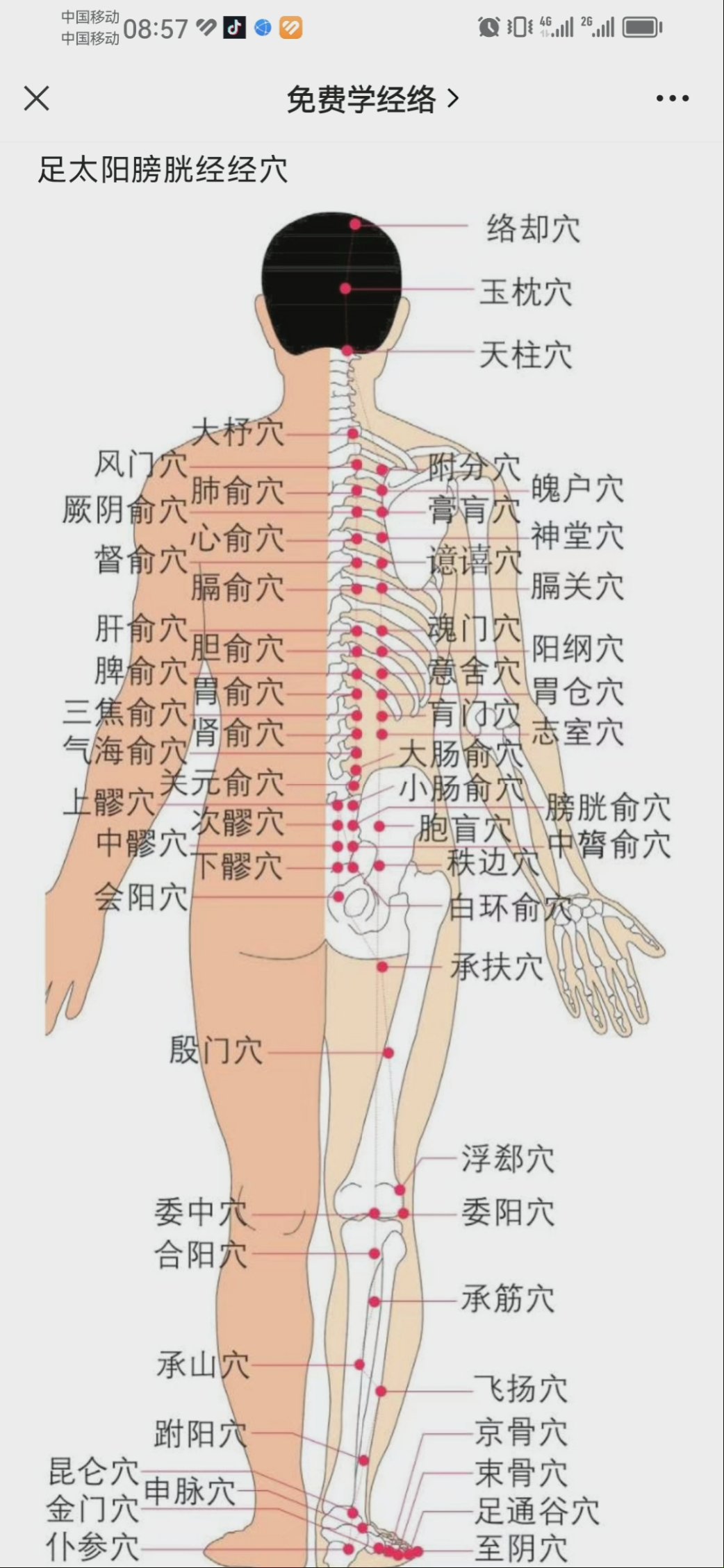 后背膀胱经图图片