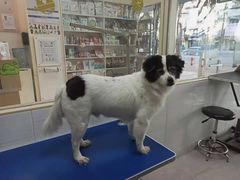 -芭比堂动物医院广州顽皮分院