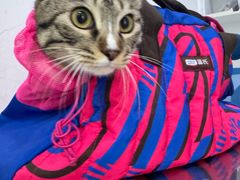 -汪喵宠物医院·骨科心脏影像·犬猫急重症ICU诊疗中心(成华分院)