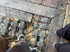 -谢怀亮芝麻茶