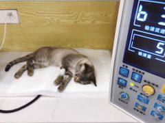 -中农大我爱我爱动物医院·核磁CT·猫病·24小时夜诊中心(石佛营店)
