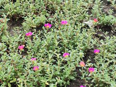 -苏州河梦清园环保主题公园