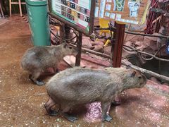 -正佳雨林生态植物园