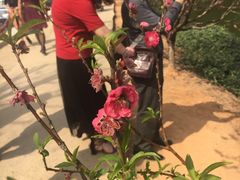 -南国桃园旅游度假区