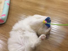 -滚猫咖啡·猫咖·猫友好撸猫(未来城店)