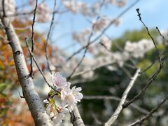 -高东镇樱花园