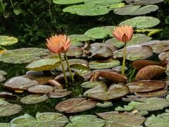 -国家植物园南园