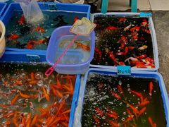-清平路水族市场