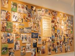 -翊宠yipet猫狗购宠庄园犬舍•猫舍