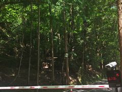-天目山大树王景区
